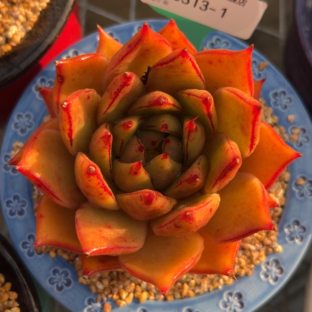 多肉一物一拍0313-1