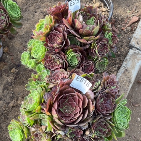 无*多肉植物花月夜二个