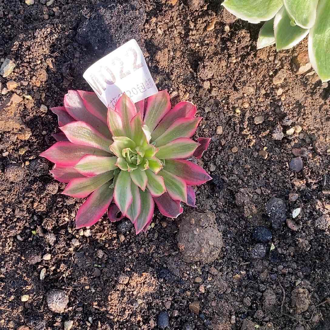 022云雀多肉植物