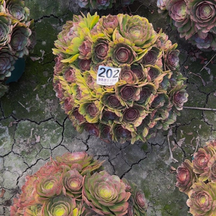 拉丝花29-34包邮花花