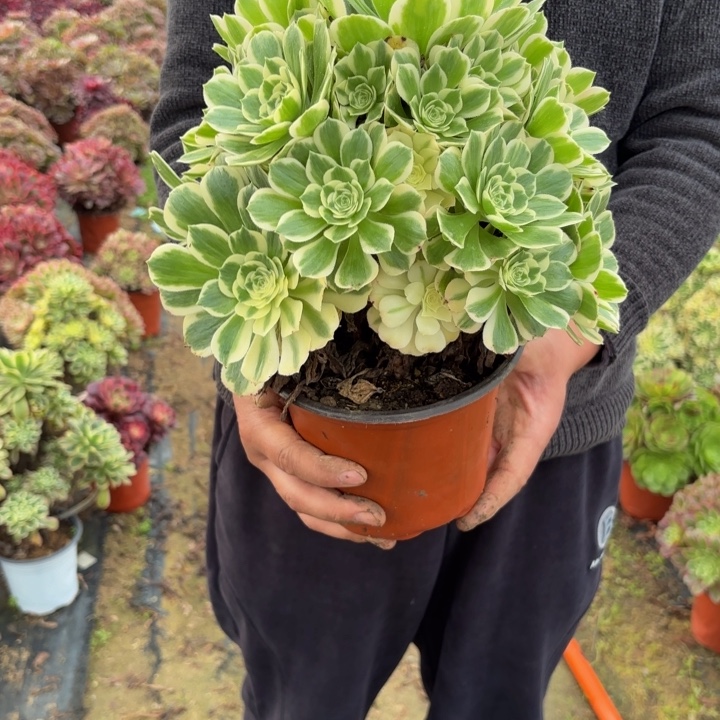 瑞妈，。。。。。。339冷月，