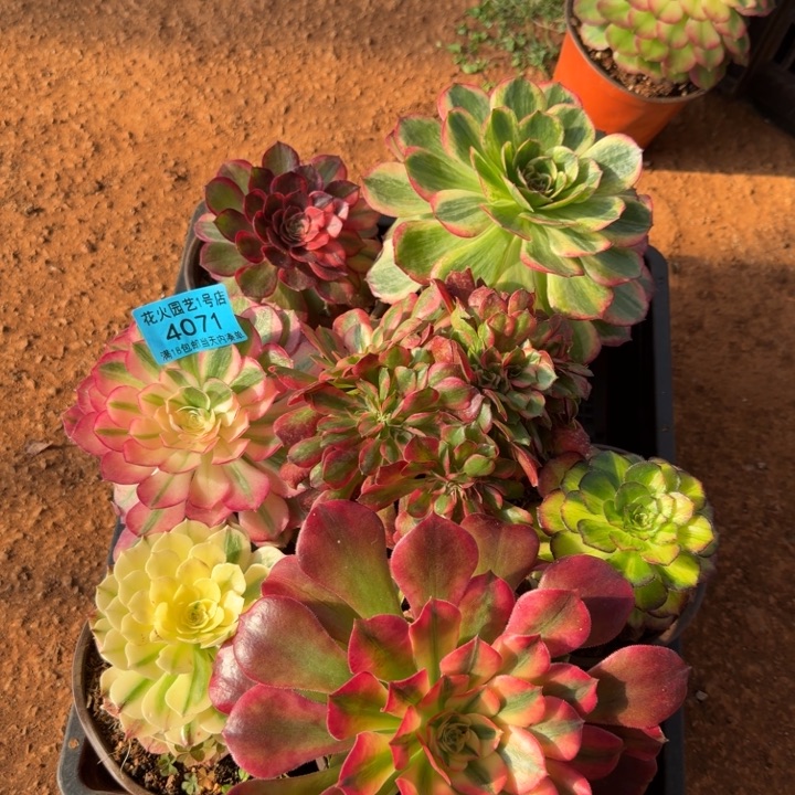 框拍4071多肉植物法师