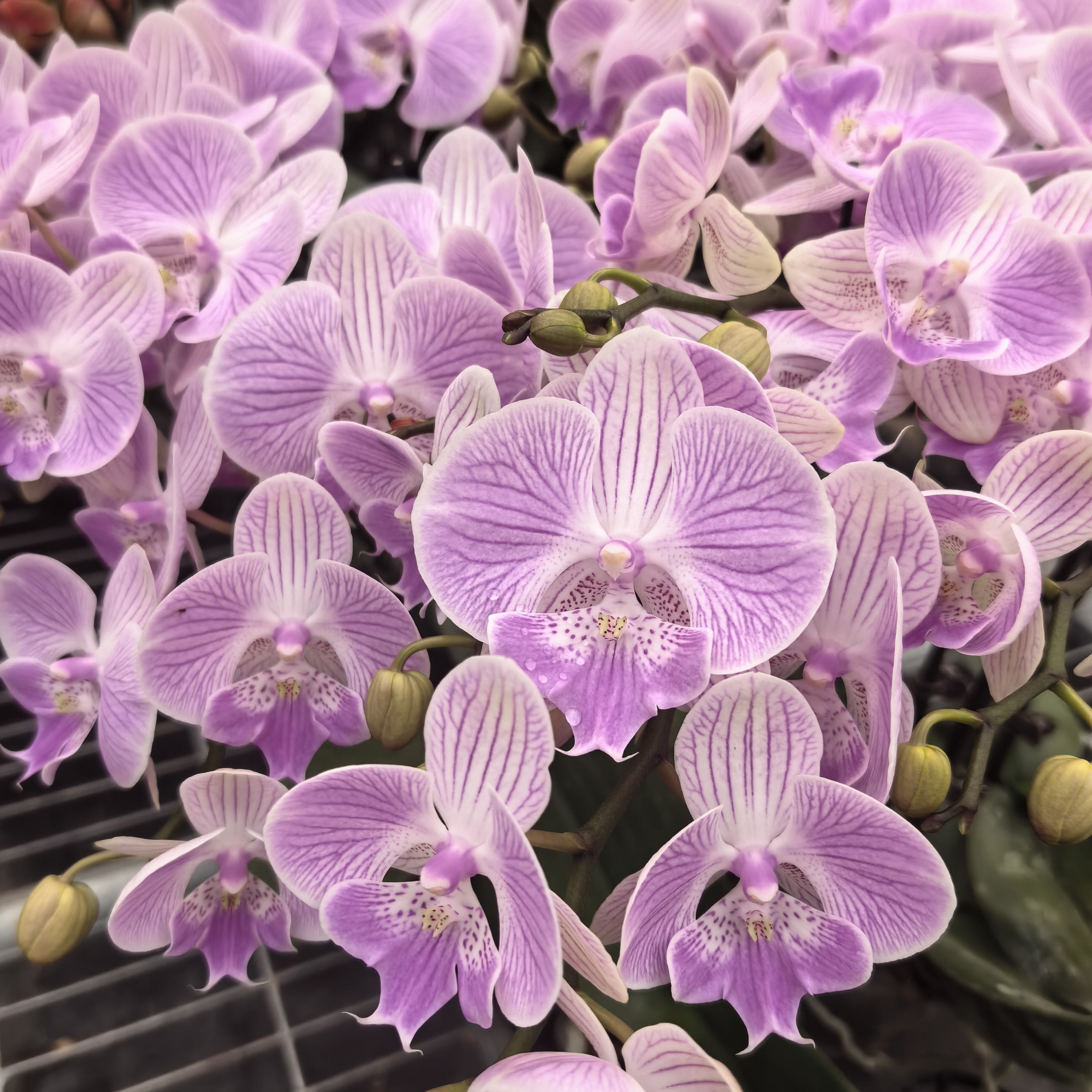 【秀新甄选】蝴蝶兰【虞美人花后苗】3.0寸叶片瑕疵 掉花折枝无售后