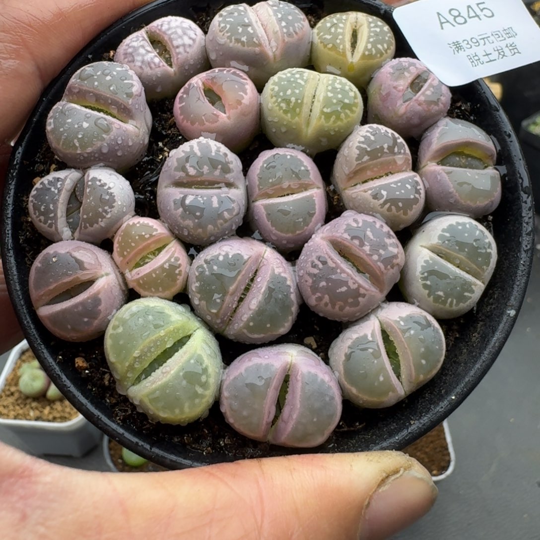 845多肉哈哈哈哈哈哈哈