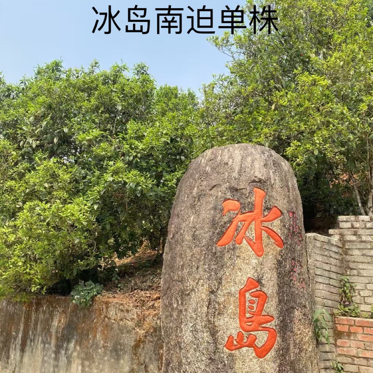 2025年冰岛南迫单株：（兰花香高扬，甜度高）