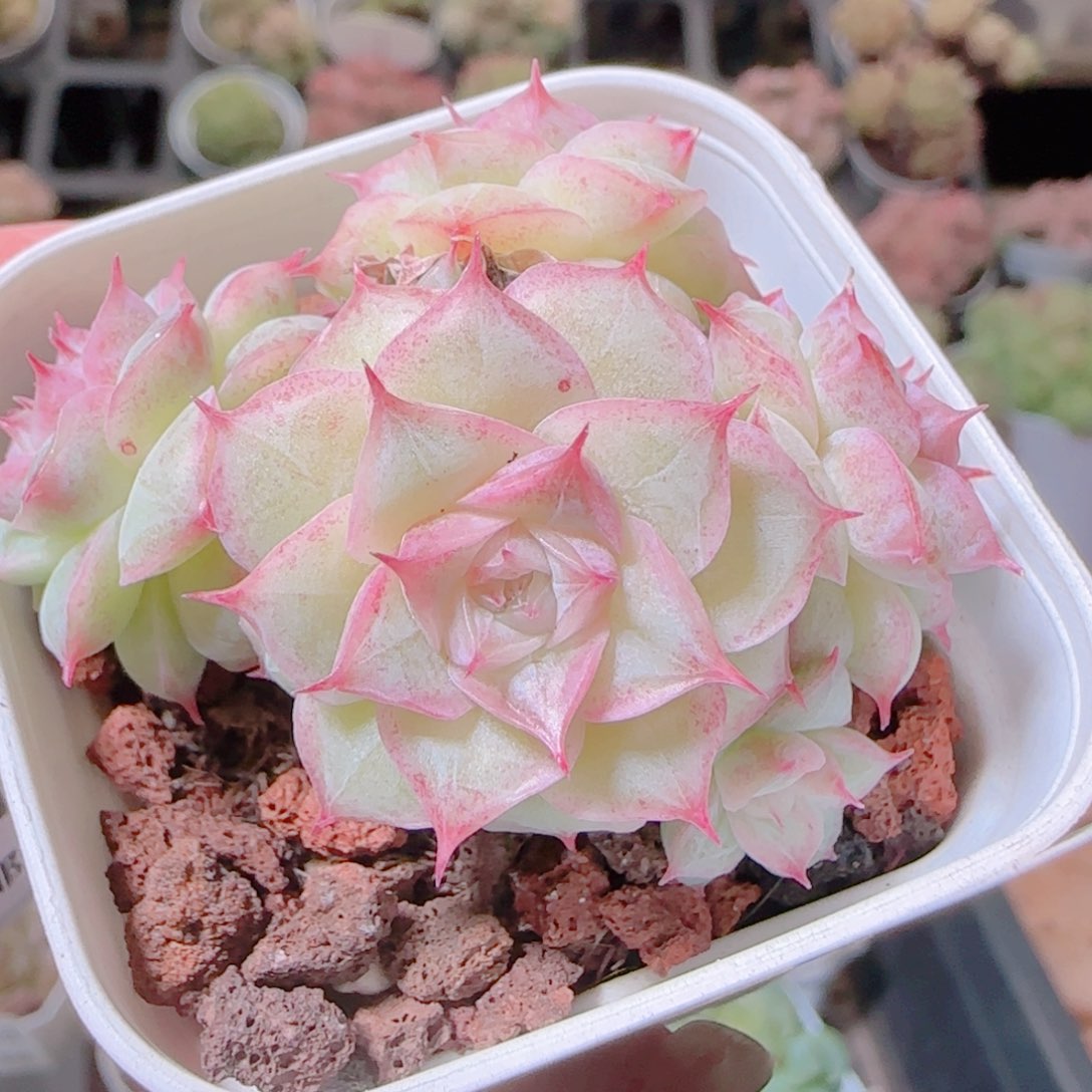 花语逸镜1106-319散