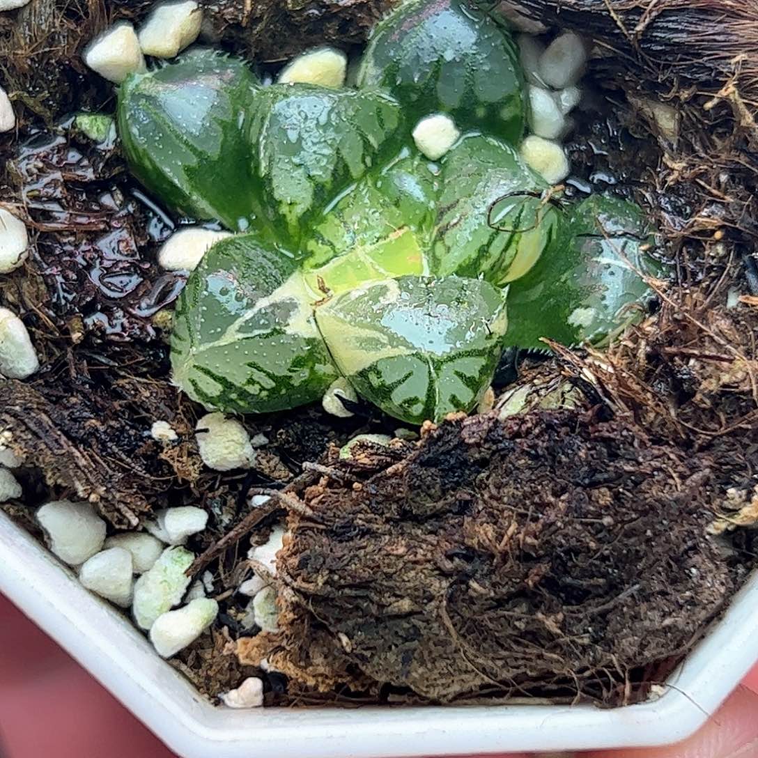 粉黛锦十二卷多肉