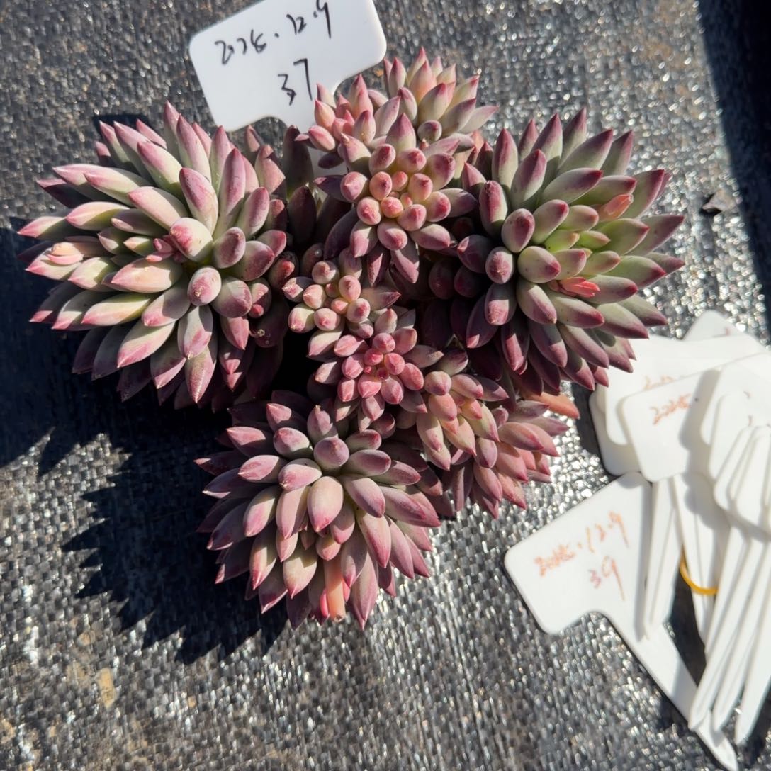 蓉***姐一物一拍红鱼大群37