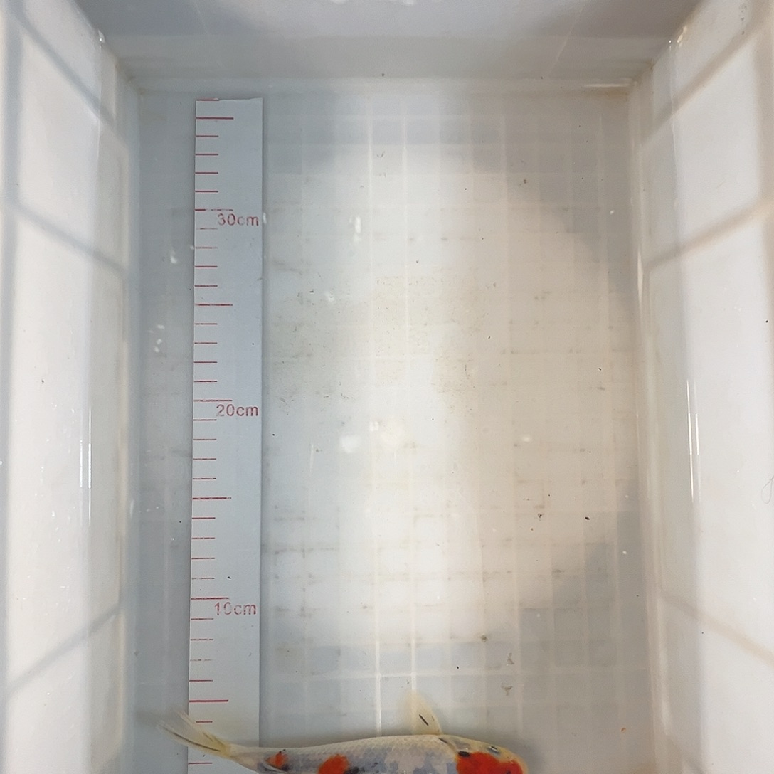 锦鲤半径巴塞罗那