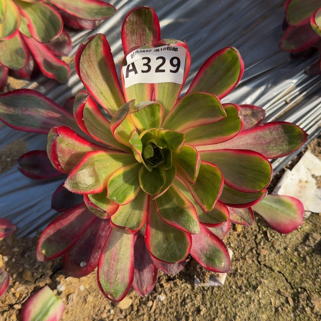 329烈焰多肉植物