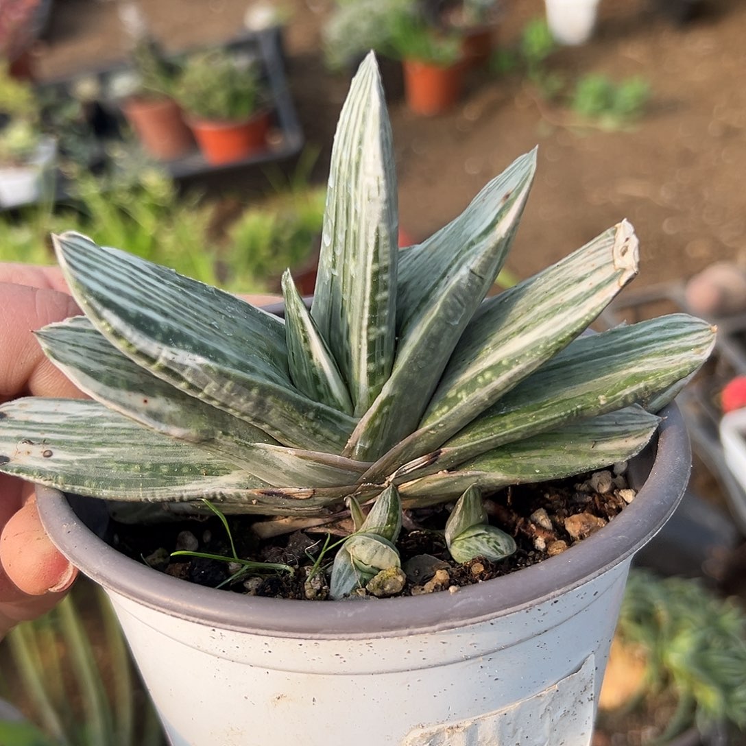 多肉植物奶油紫宝