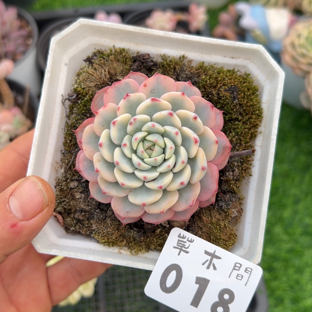 018草木888888888888888