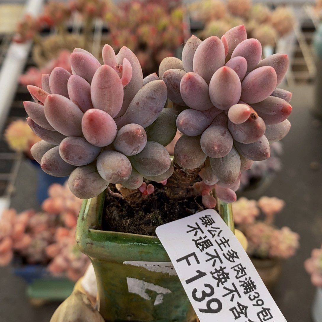 婴儿手指139/6c m