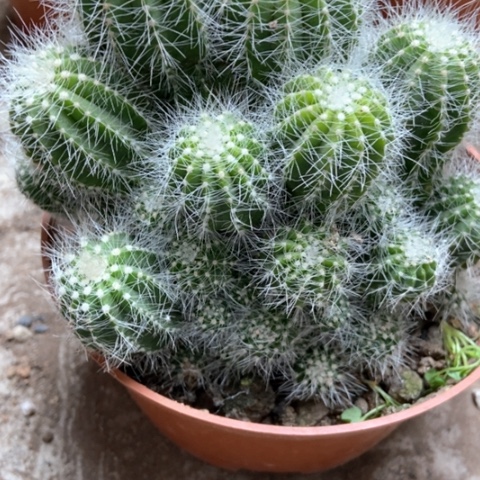 银光仙人球12米仙人球