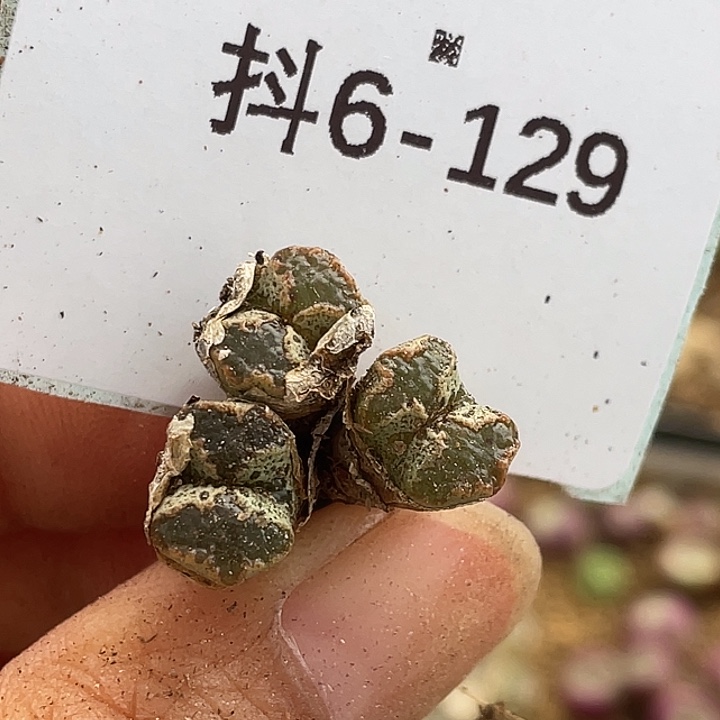 6-129超碟多肉植物