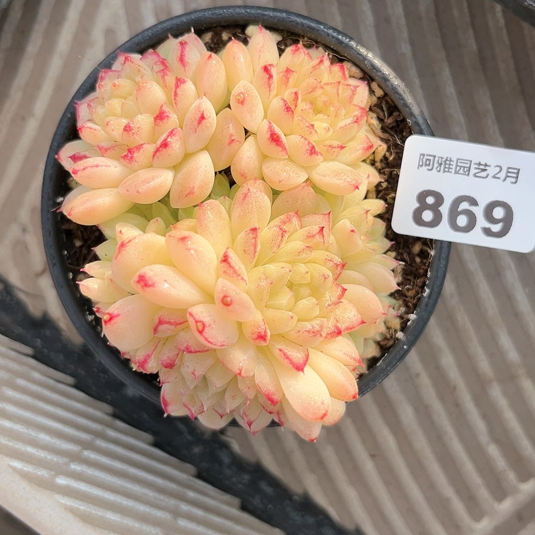 阿雅园艺。   869