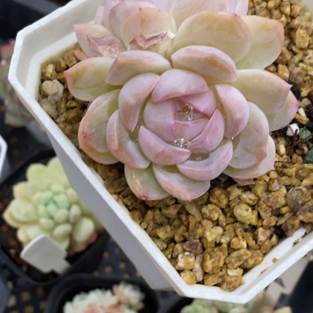 精品多肉一物．．．拍不包整420