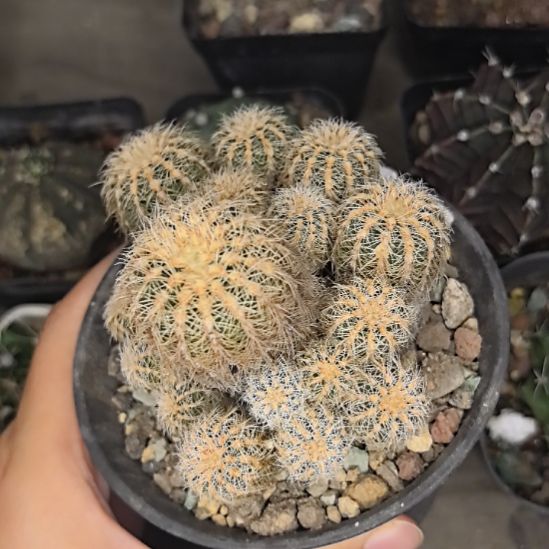 樱花罗星丸直径6直播间特供