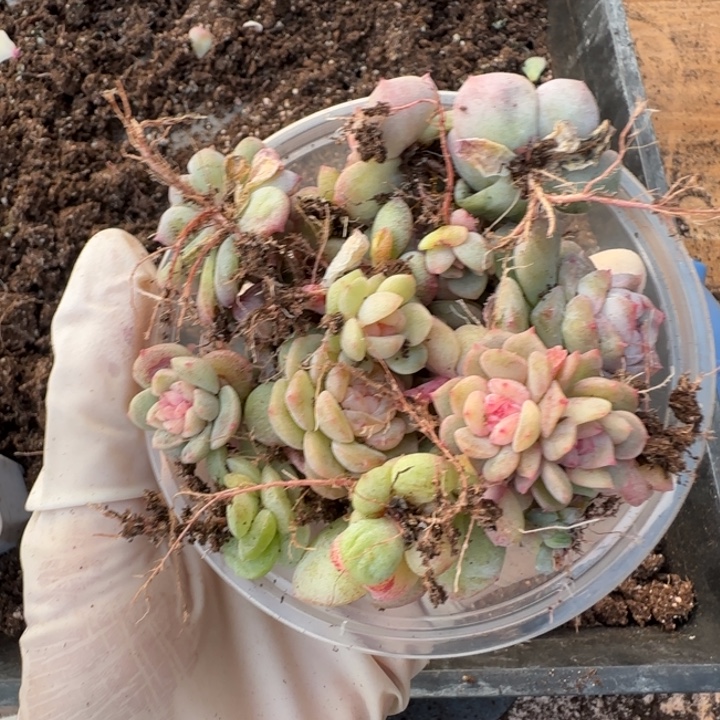 43 号王者系列多肉一盒