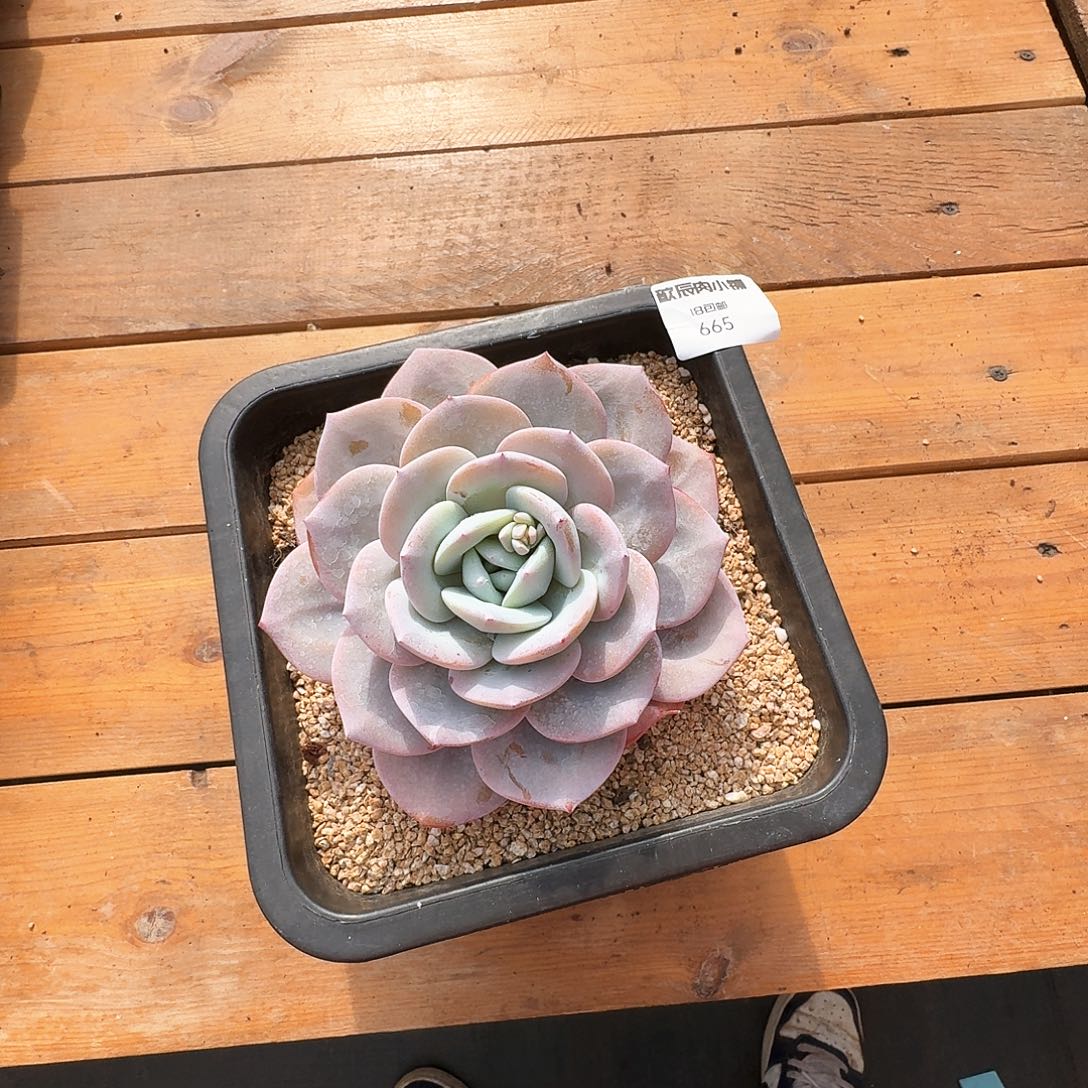 多肉植物奶茶单头665