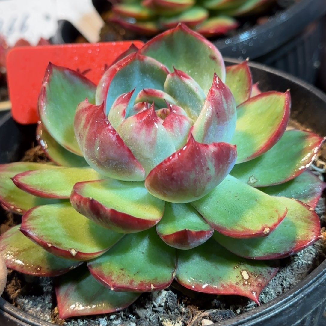 惊鸿一物一拍包装收缩花旱155