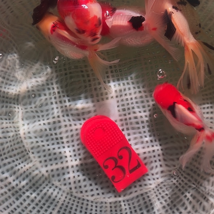 金鱼32号尺寸6-7区间