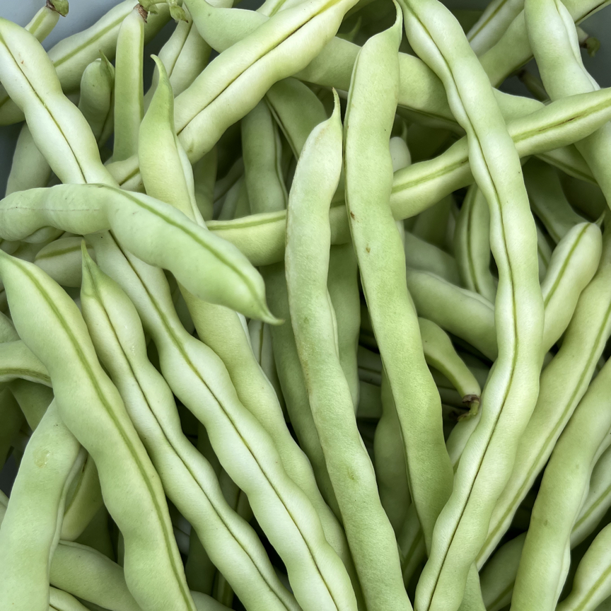 东北吉林秋豆角长条
