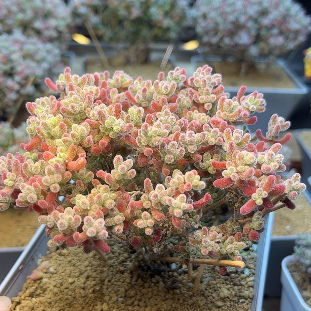 可***x051实生精控优选冰晶枝干番杏