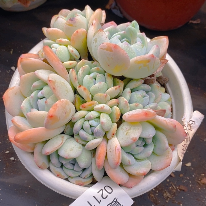 夏悦多肉0211-6冷香