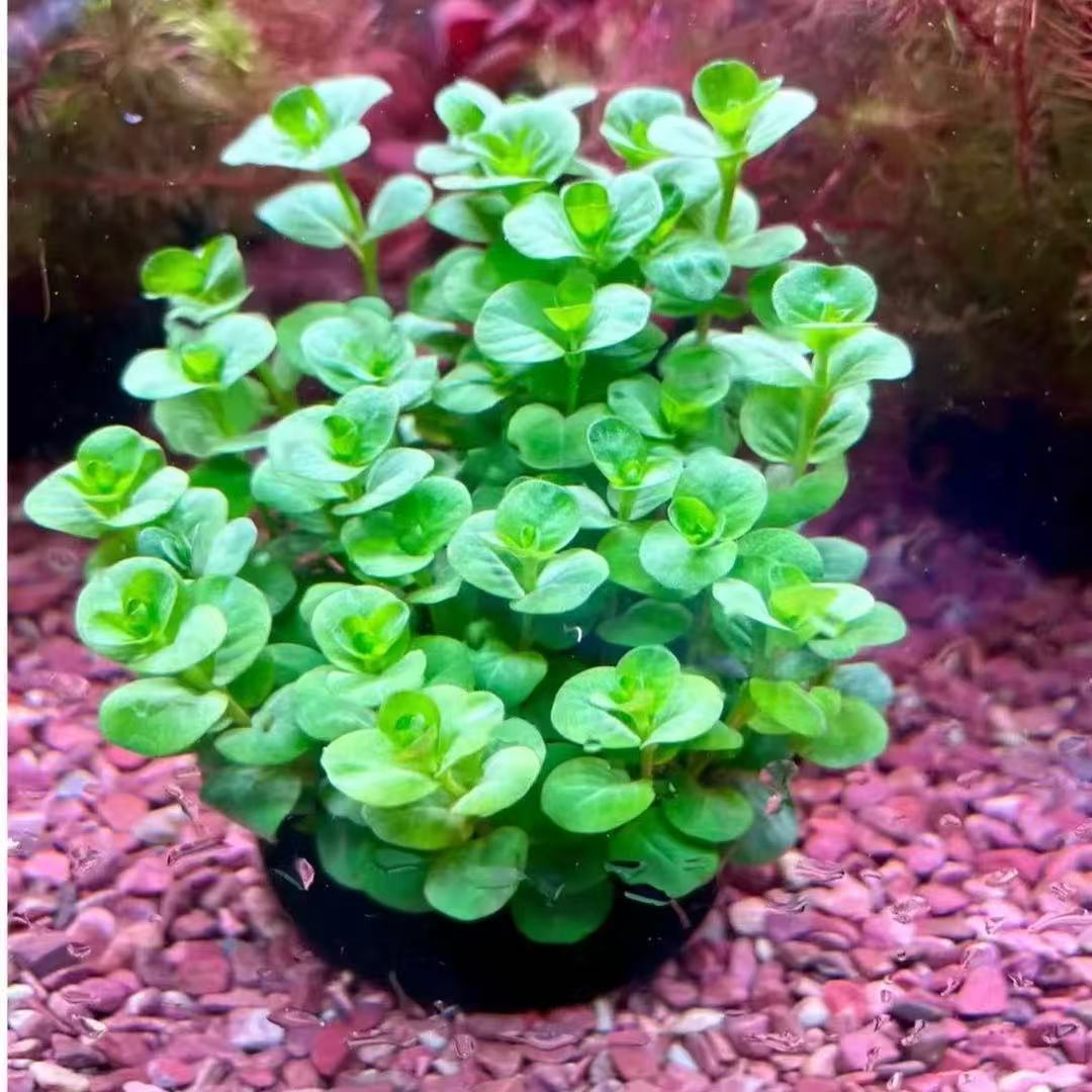 绿金钱水草【拍一送一】 30天内养死包赔包售后