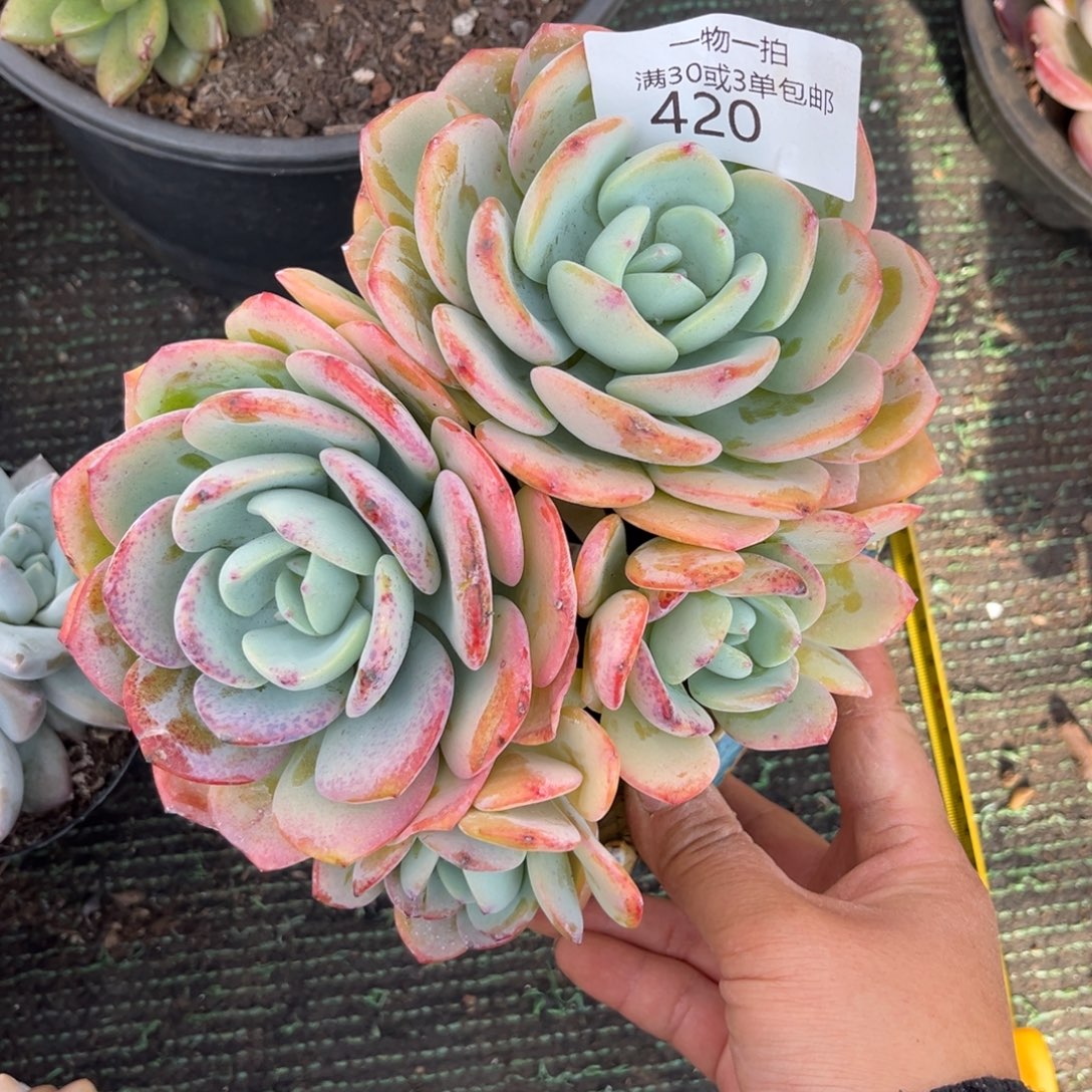 420白月光多肉植物……