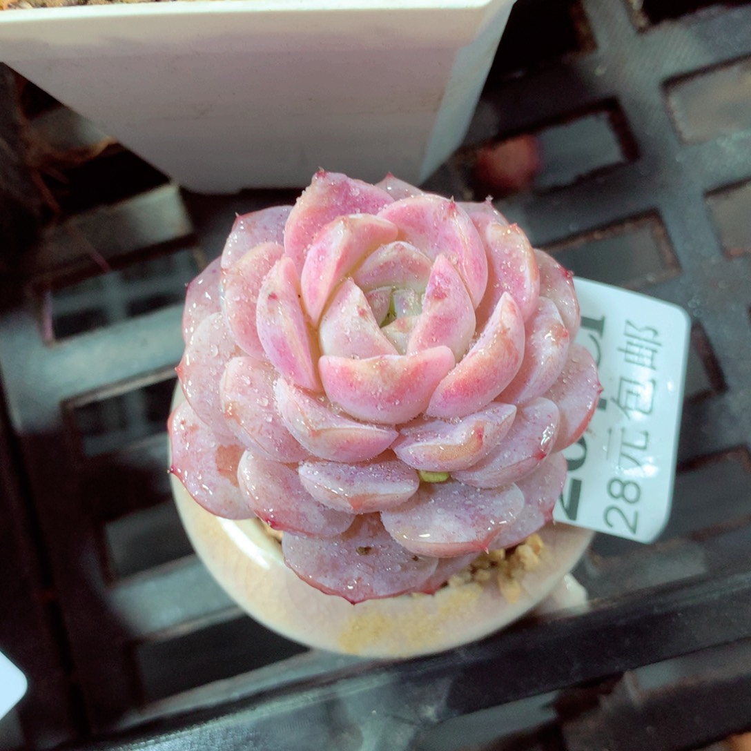 5厘米盆精控多肉204