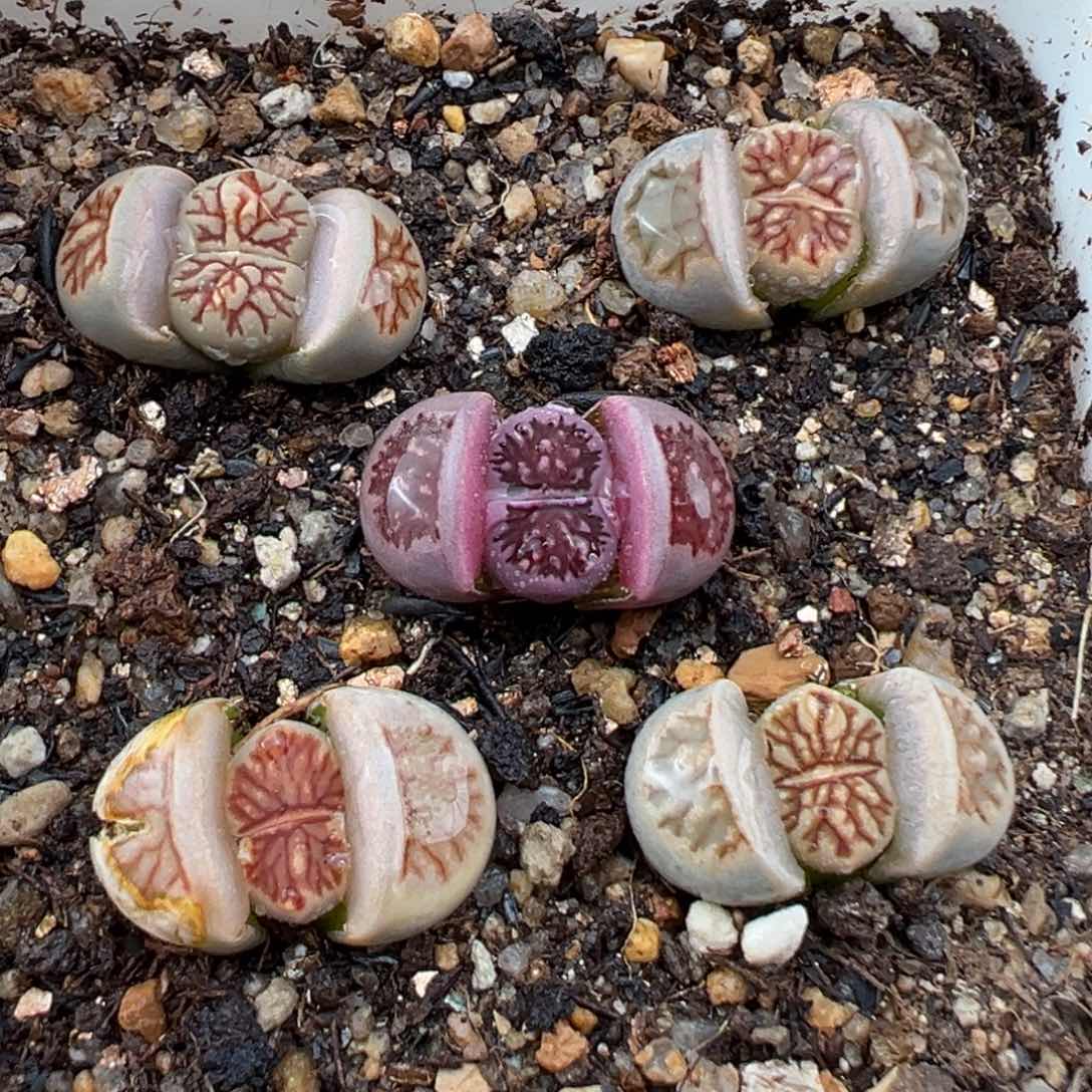 2.15好看的多肉631