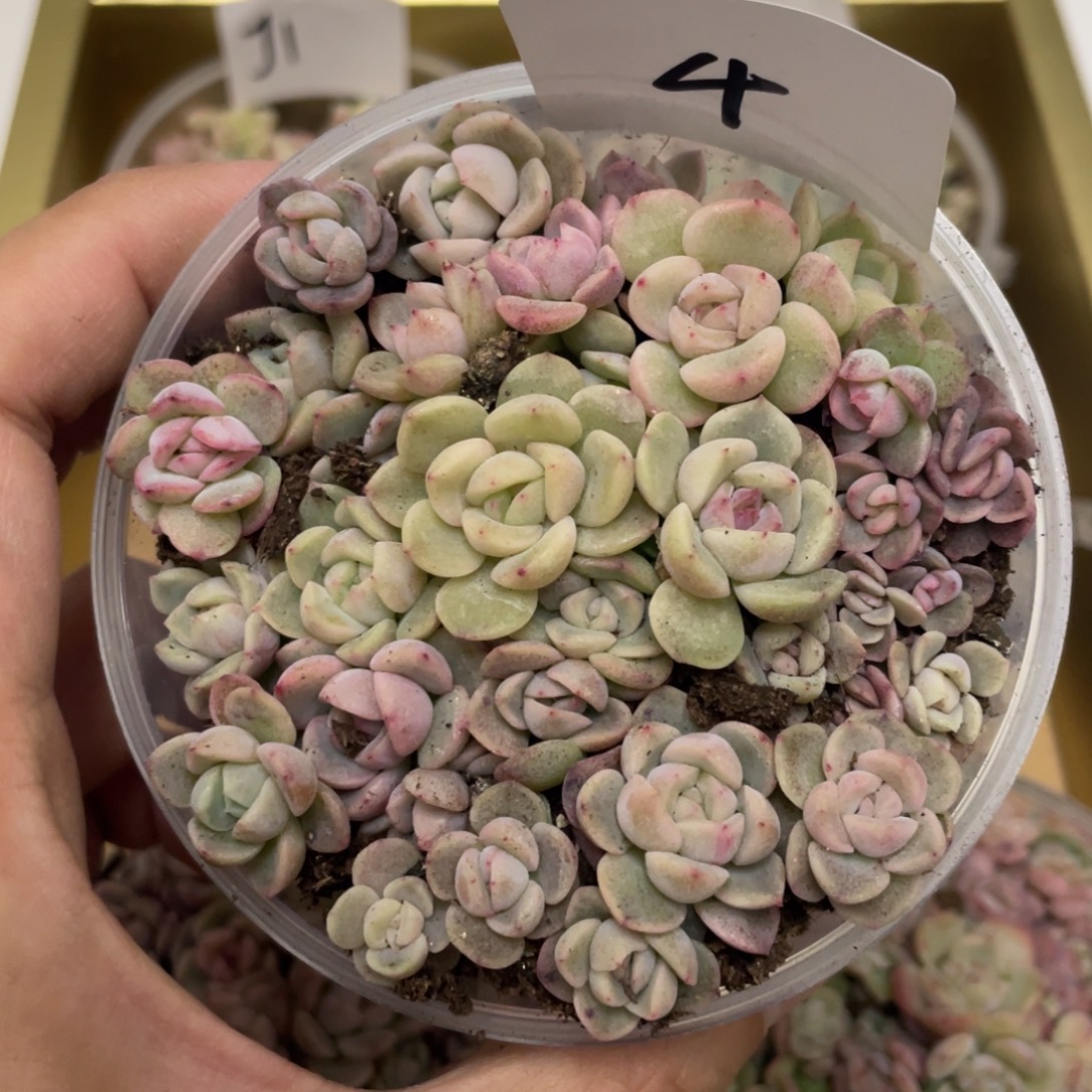 4胖宝宝播种苗，25年新播，白心绿心黄心超推荐