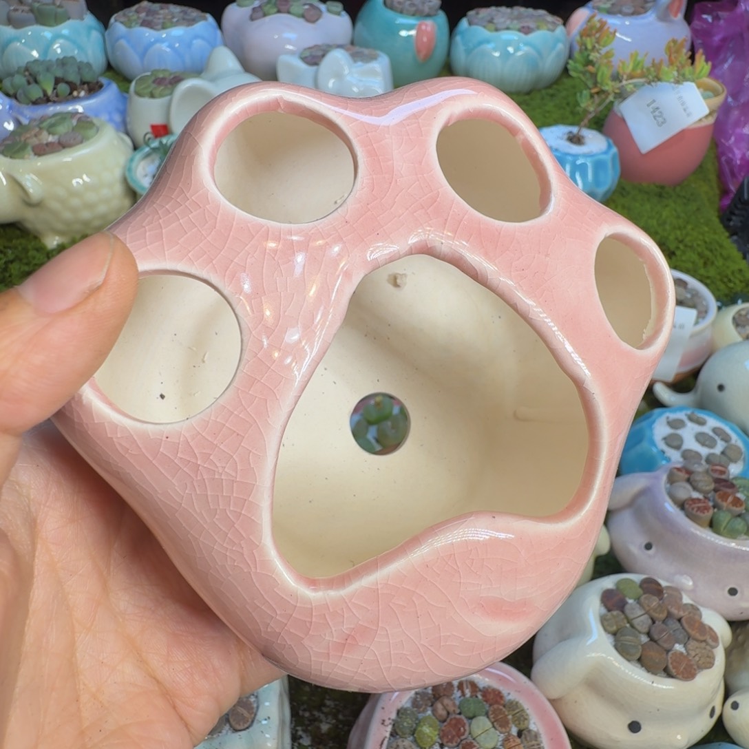 就***口多肉植物福利冲1453