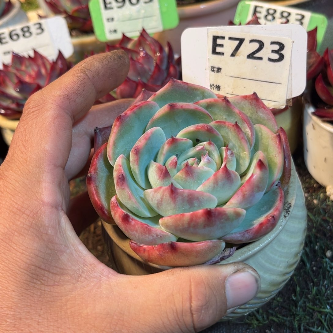 惊鸿一瞥723号多肉