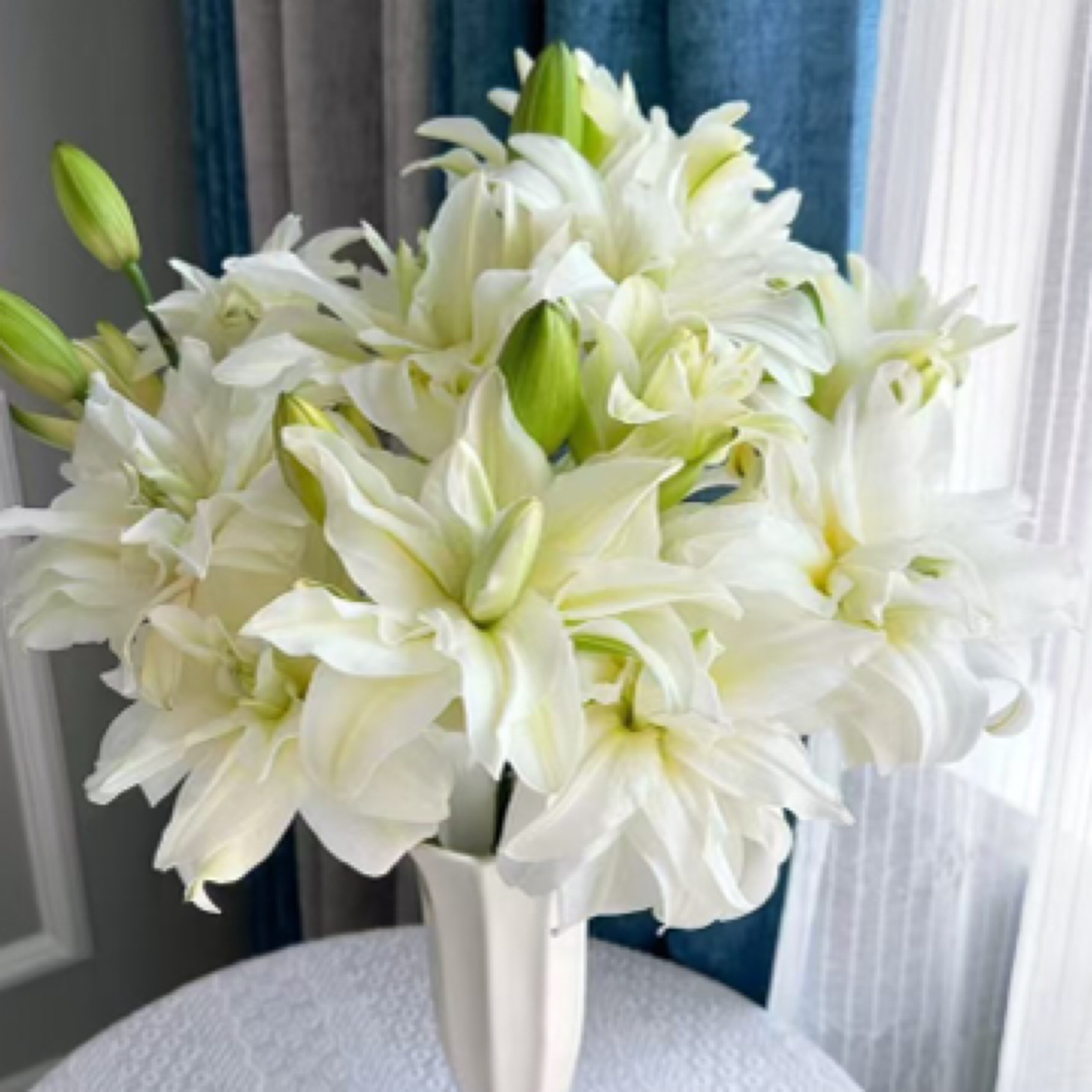 重瓣百合1枝多头