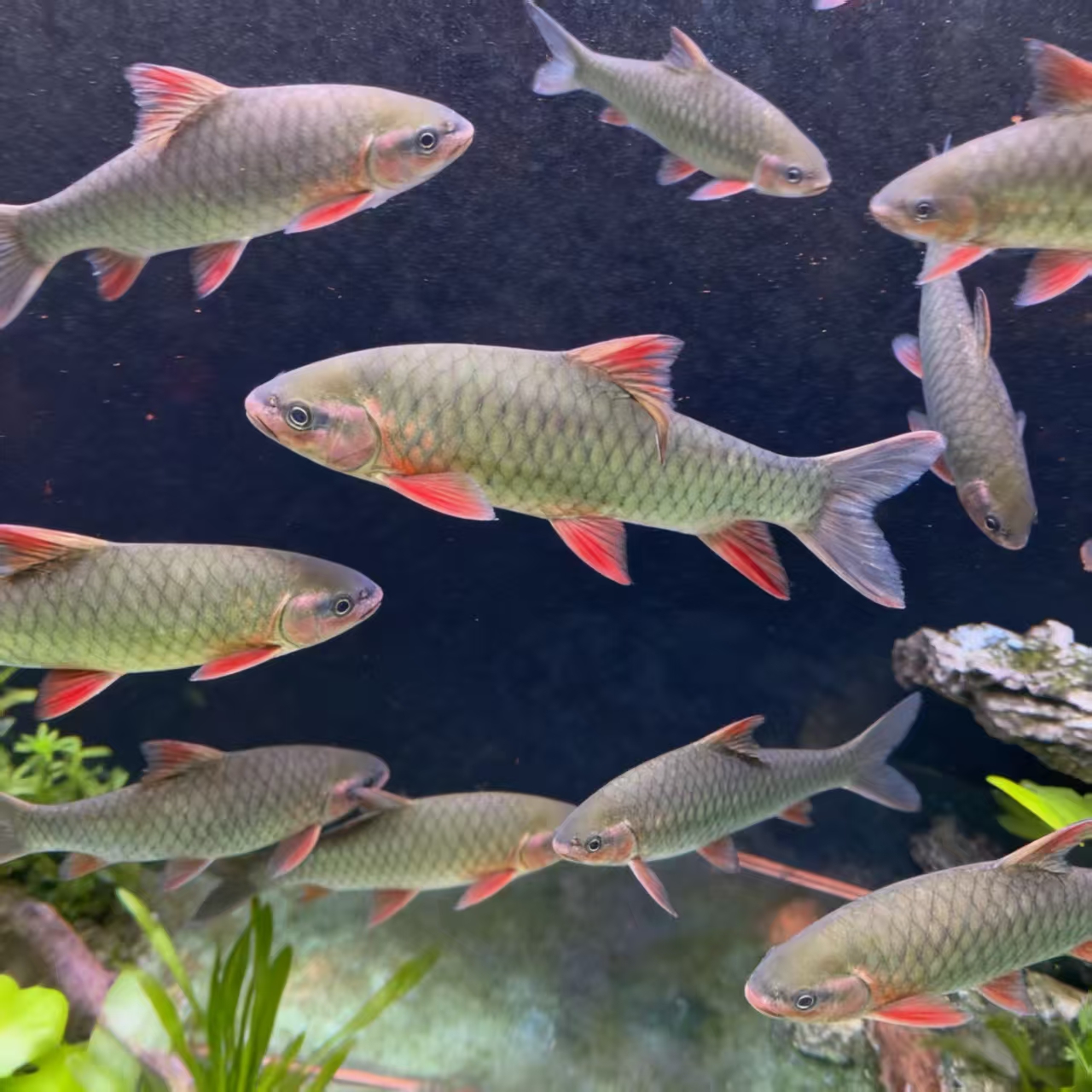 青竹鲤【经典发色】活体观赏鱼个性体色  水族造景百搭款