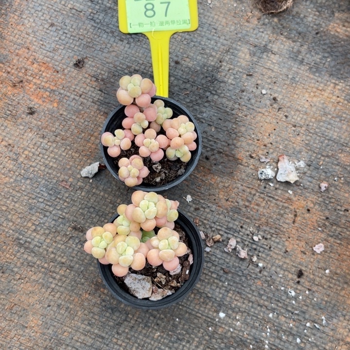 云尘多肉一物一拍87，2棵