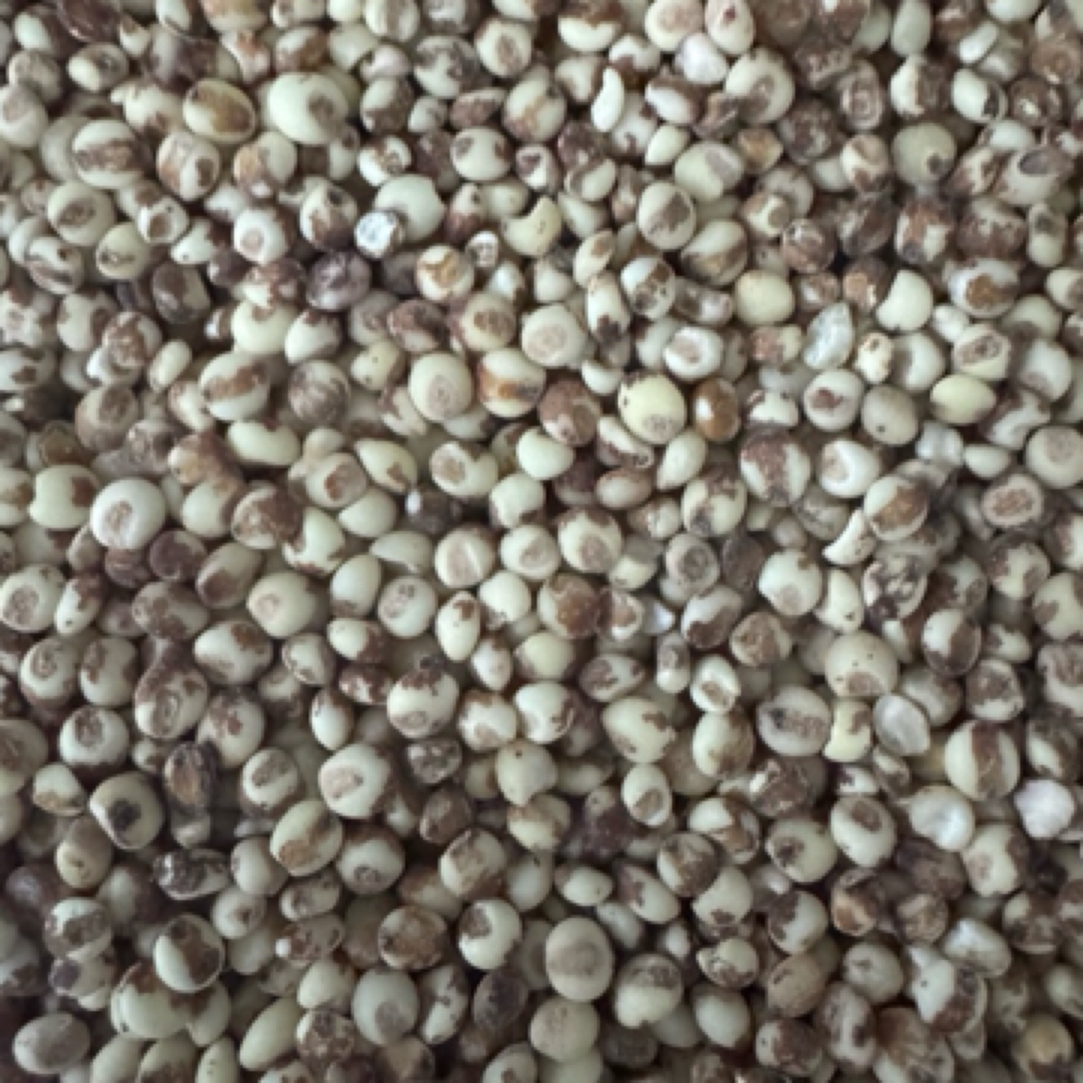 25年东北特产红粘高粮米，低脂低糖，含有丰富膳食纤维，营养丰富