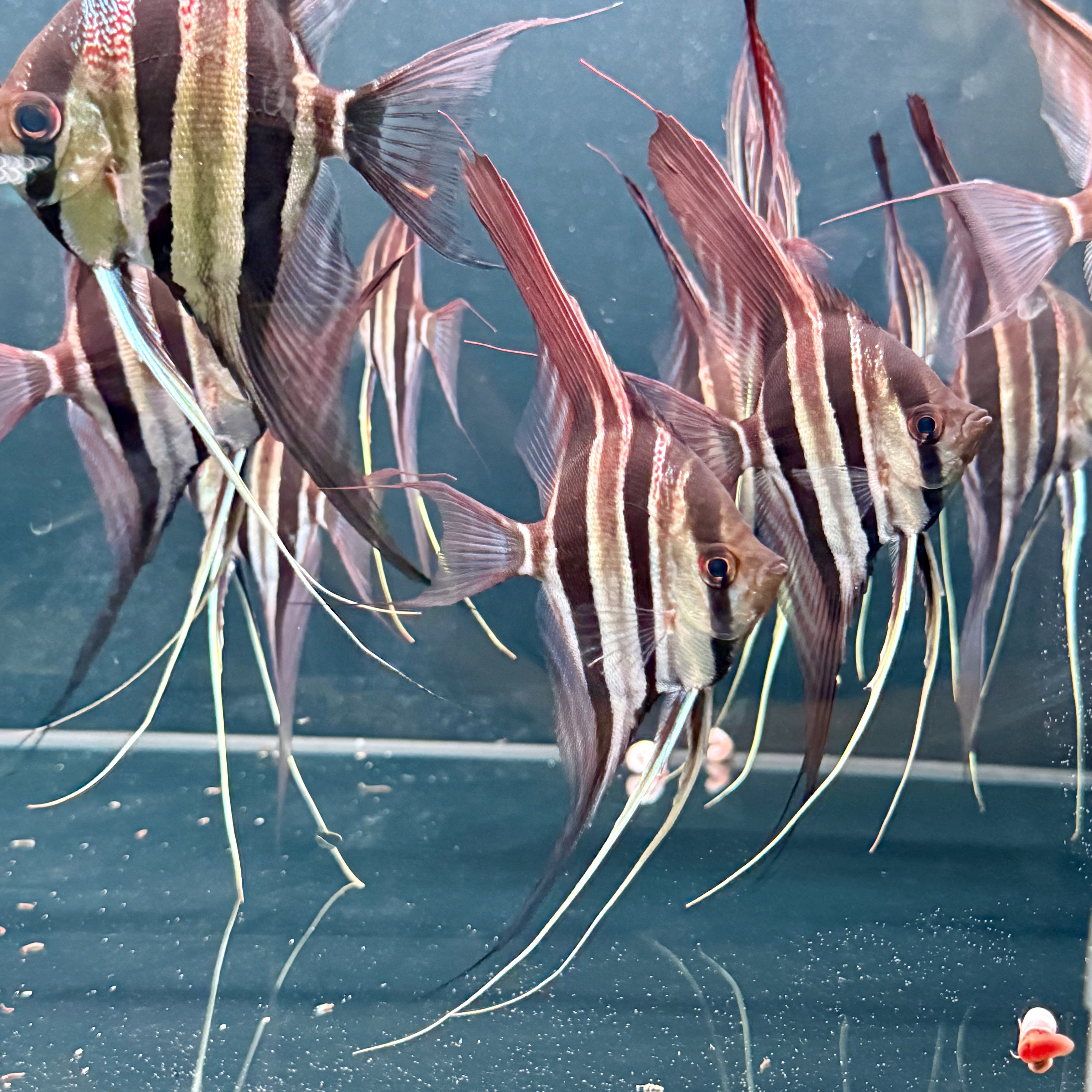 埃及神仙鱼  圣菲利佩 神仙鱼观赏鱼苗 活体