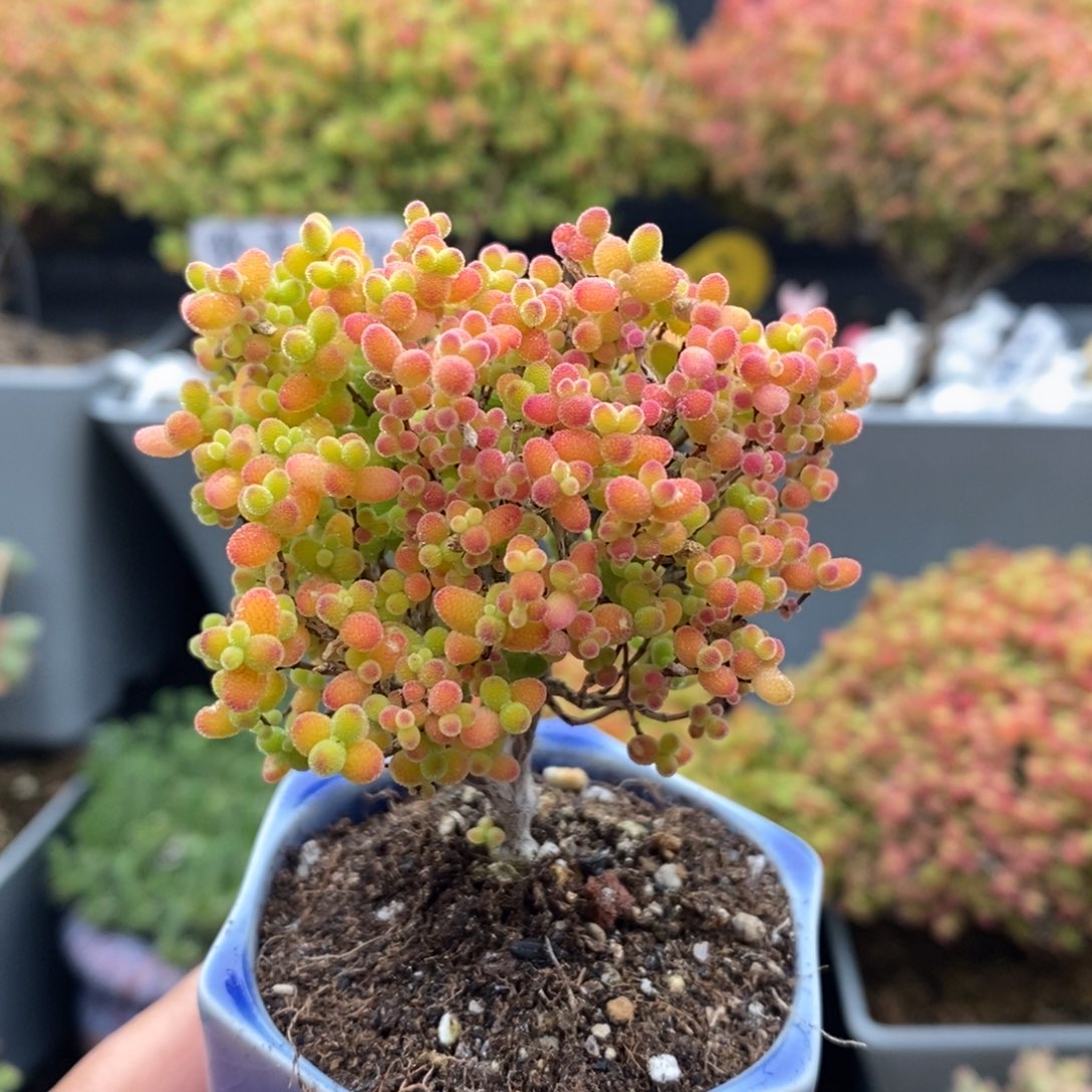 无花朵29号蜜橘糖球（带盆）