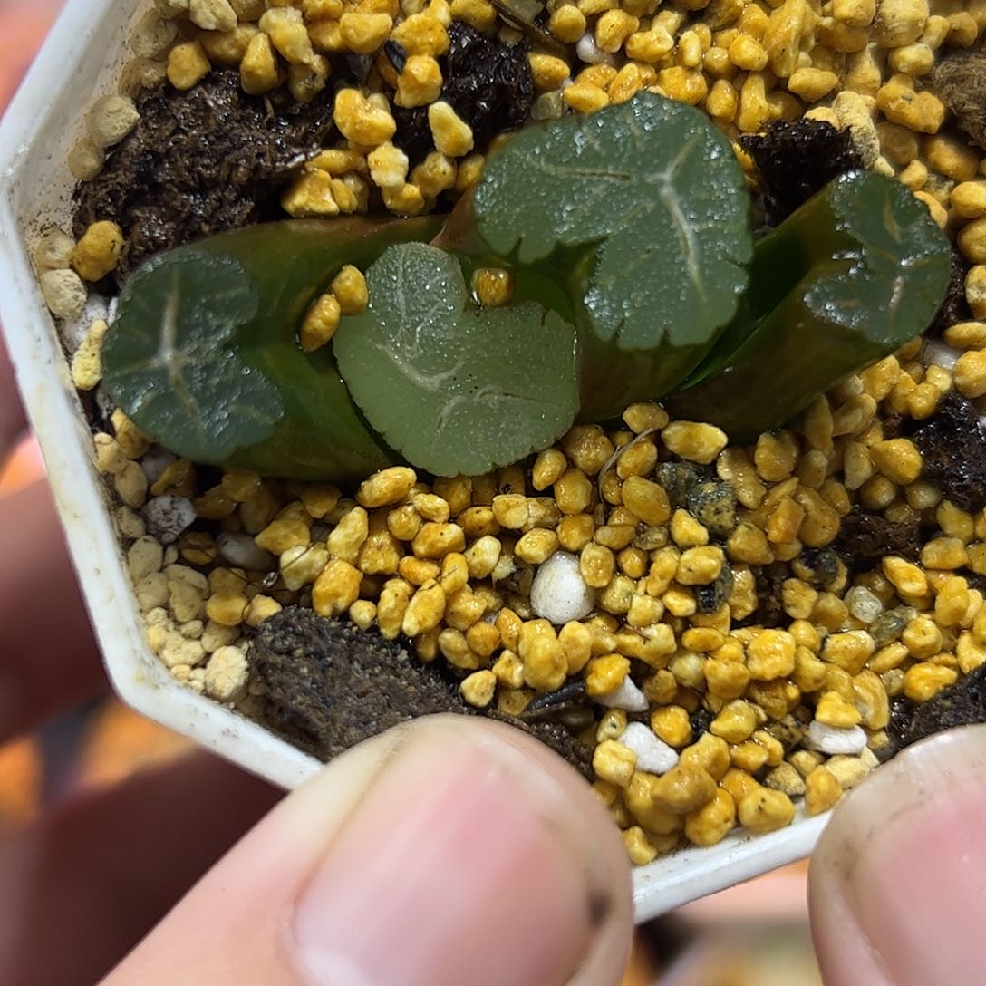 不死鸟万象十二卷多肉植物