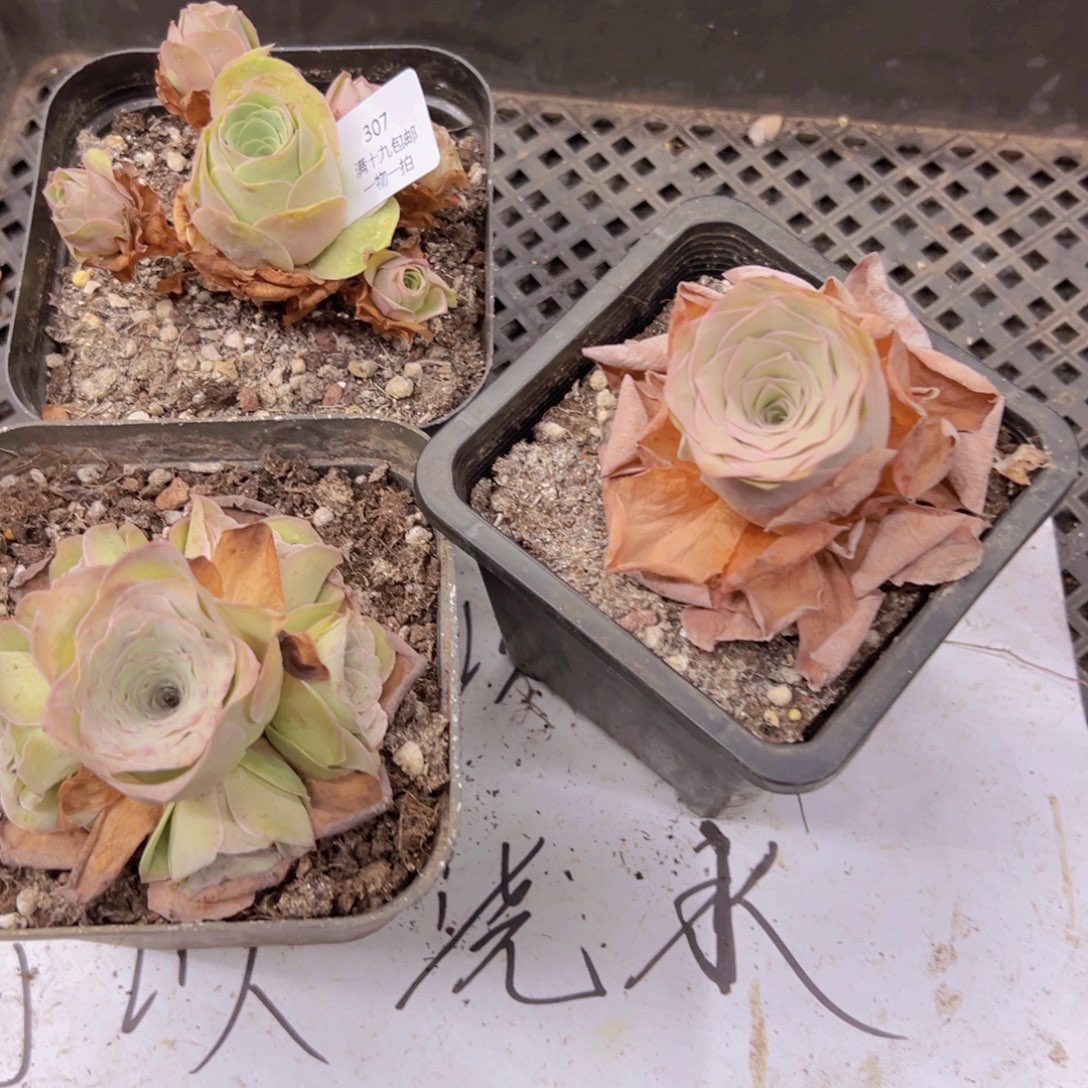 307 侧牙掉了不包损无售后
