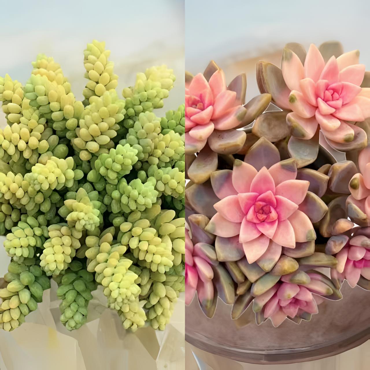 L玉缀+樱花 冠幅11-13cm 多肉小清新活动组合 云南基地发货