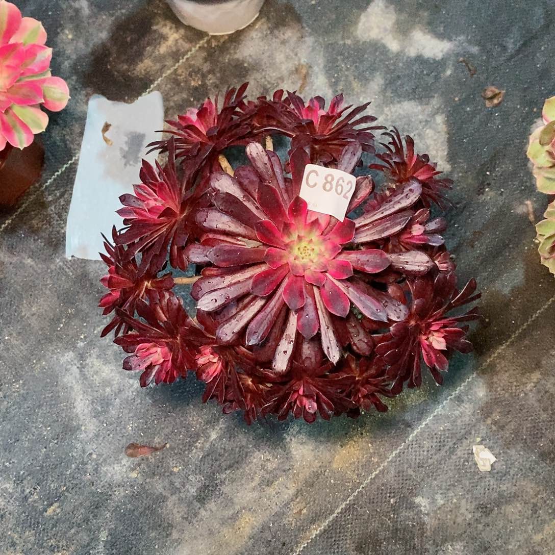 黑天鹅862多肉111111