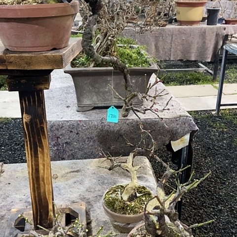 少量花朵（建议范围：2朵-5朵 或40%以下）浮*