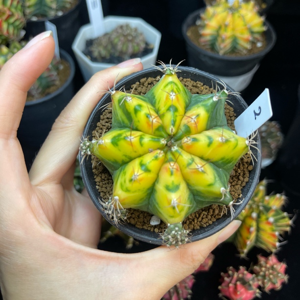 米哈 一物一拍 脱土发货