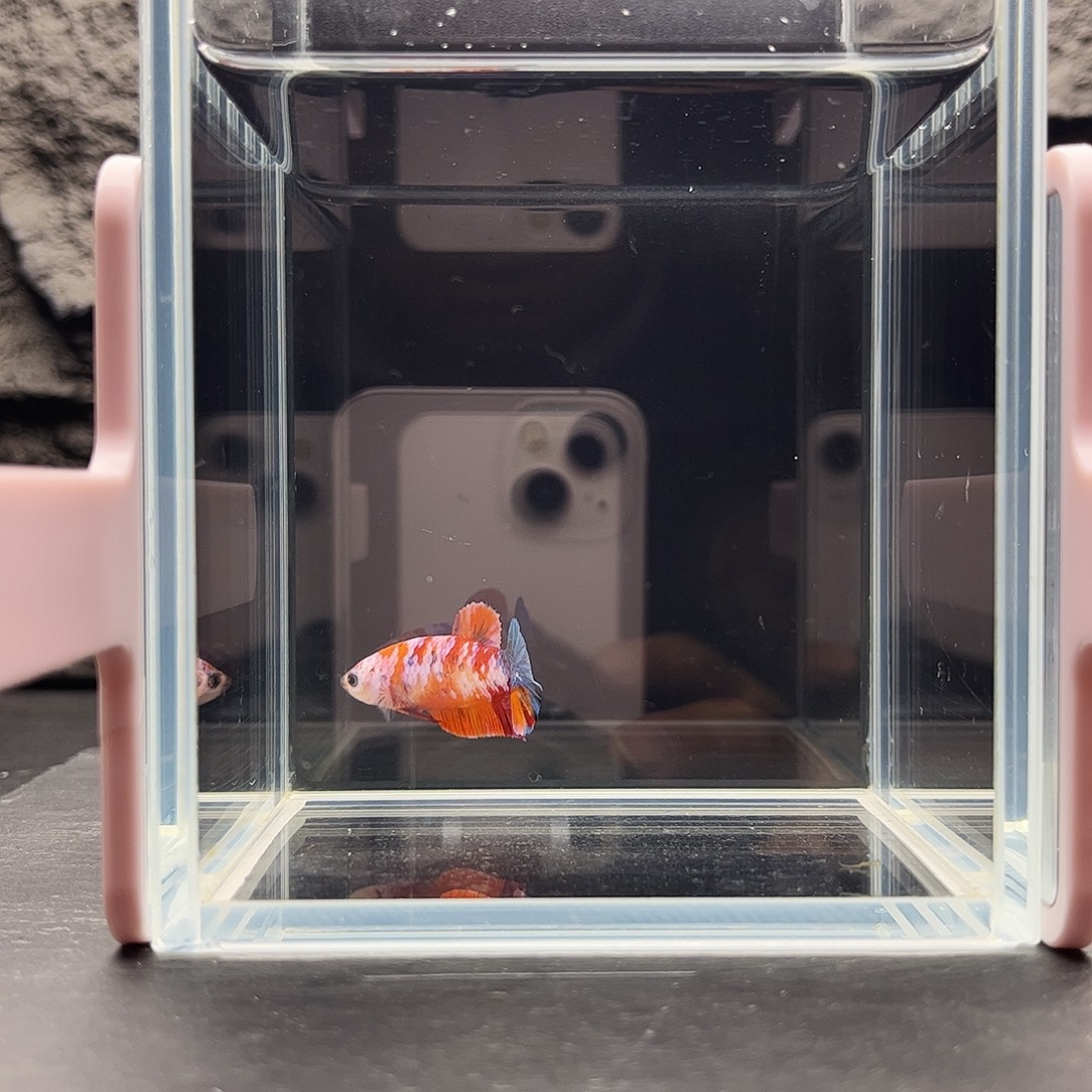 海水鱼宙斯斗鱼竞拍12-03