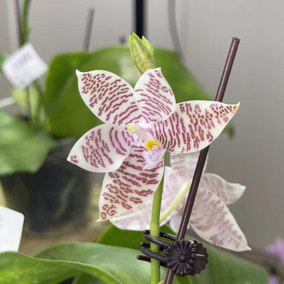 完全开放原生种-象形文字-超级甜香-862